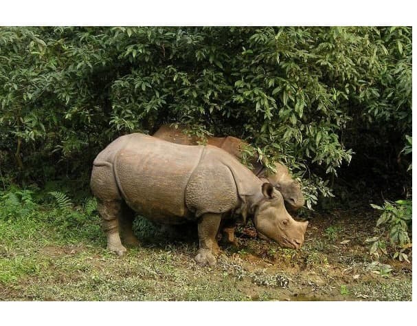 Chitwan jungle safari tour