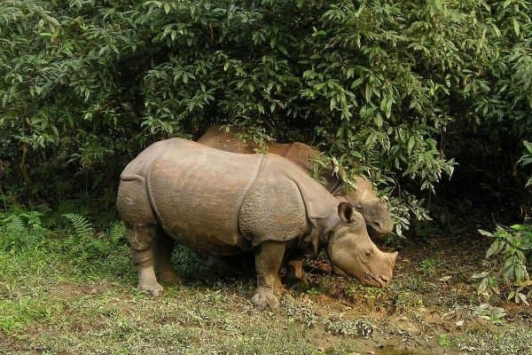 Chitwan Jungle Safari