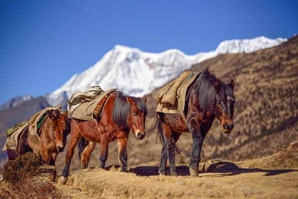Bhutan Jumolahri Trek