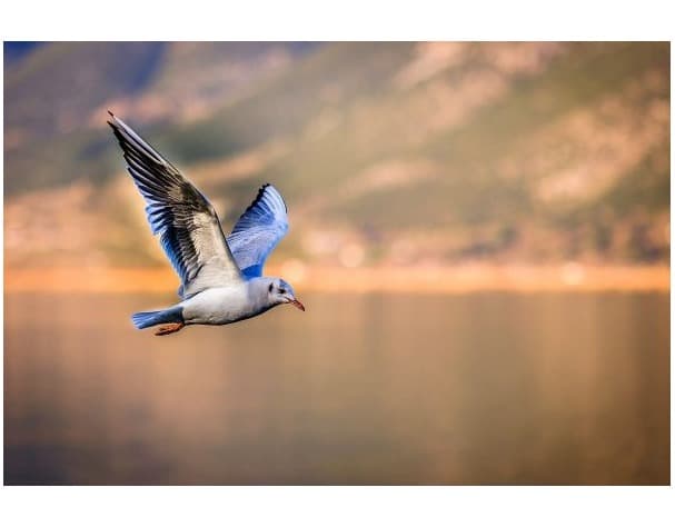 Bird Watching Tour in Nepal