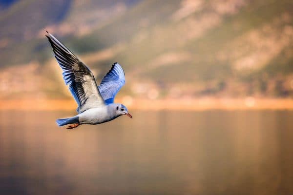 Bird Watching Tour